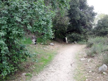 Dağ ormanları manzara ağaçları ve çalı yürüyüşleri.