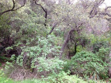 Dağ ormanları manzara ağaçları ve çalı yürüyüşleri.