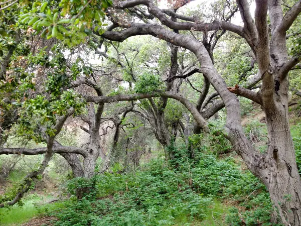 Горные леса ландшафтные деревья и кусты — стоковое фото