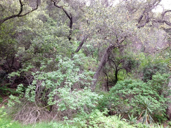 Bergwouden bos landschap bomen en bush wandelen — Stockfoto