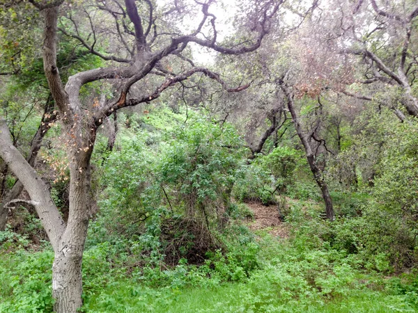 Mountain woods forest landscape trees and bush hiking — Stock Photo, Image