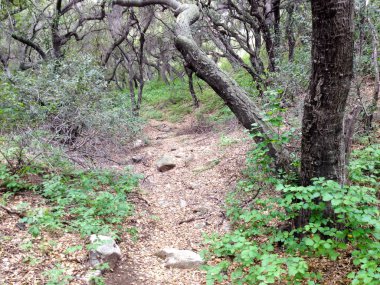 Dağ ormanları manzara ağaçları ve çalı patikası