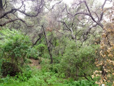 Dağ ormanları manzara ağaçları ve çalı yürüyüşleri.
