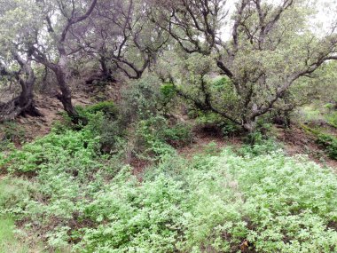 Dağ ormanları manzara ağaçları ve çalılar