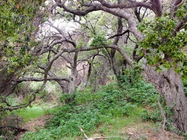 Dağ ormanları manzara ağaçları ve çalılar