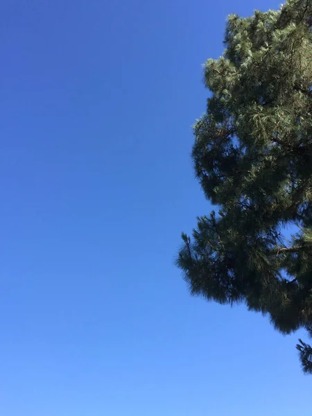 Árboles verdes agujas de pino siempreverdes y cielo azul fondo de día soleado — Foto de Stock