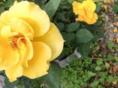 Büyük parlak sarı gül çiçeği çalısı