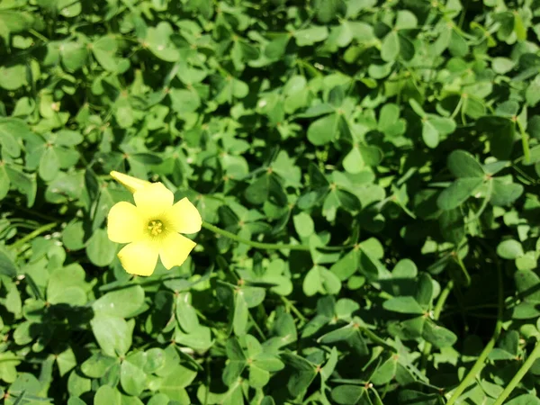 Heldere gele Wildbloemen in weide met groene planten — Stockfoto
