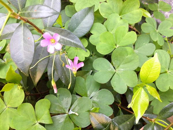 Koniczyna roślin trzy liści szczęśliwy irlandzki i fioletowy kwiat na szczęście — Zdjęcie stockowe