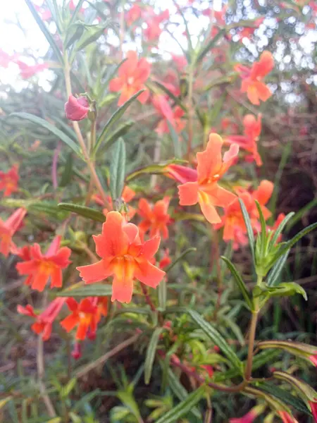 Vermelho carmesim laranja amarelo Flores silvestres na trilha de caminhada de montanha — Fotografia de Stock