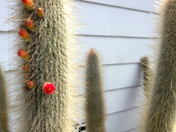 Planta de cactus de flor roja con espinas punzantes afiladas peligro — Foto de Stock
