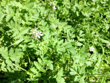 Yeşil bitkilerle dolu çimenlikte parlak beyaz kır çiçekleri