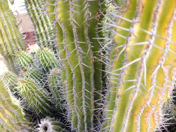 Cactus plant met scherpe stekeldoorns gevaar — Stockfoto