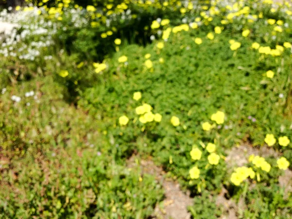 Witte gele weide bloemen wilde lente tijd — Stockfoto