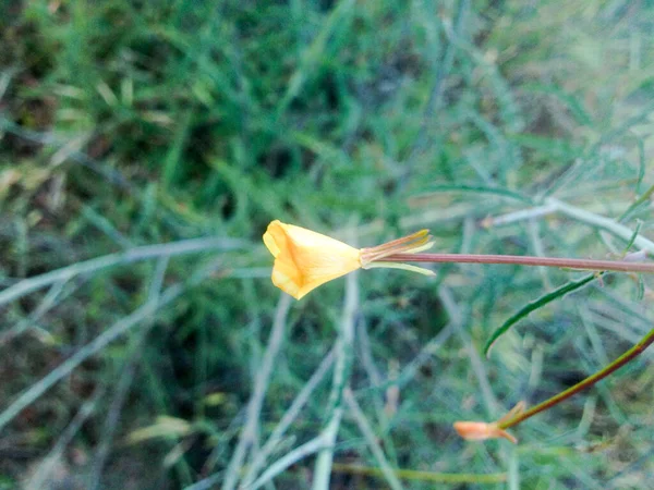 高山远足小径上鲜亮的黄色野花 — 图库照片
