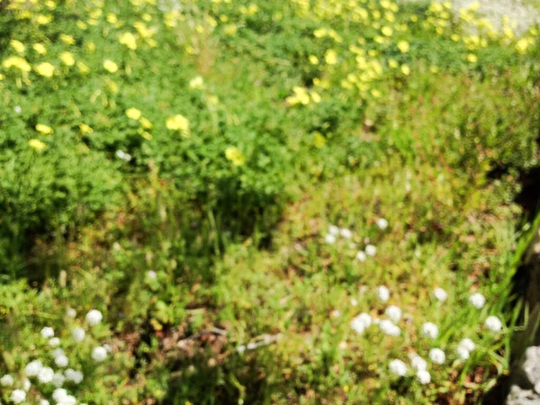 Witte gele weide bloemen wilde lente tijd — Stockfoto