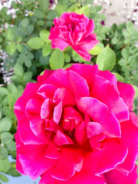 Duży jasny czerwony kwiat róży krzak — Zdjęcie stockowe