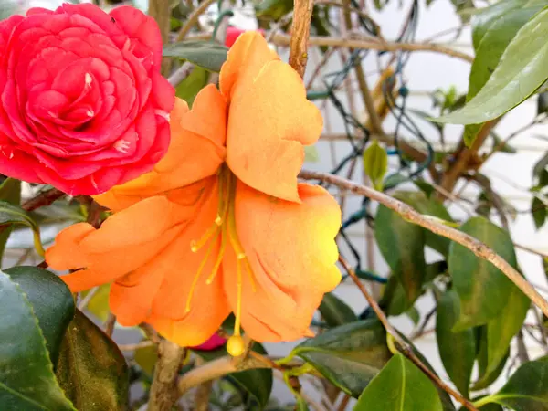 Arbusto de flor laranja vermelho brilhante no prado com planta verde — Fotografia de Stock