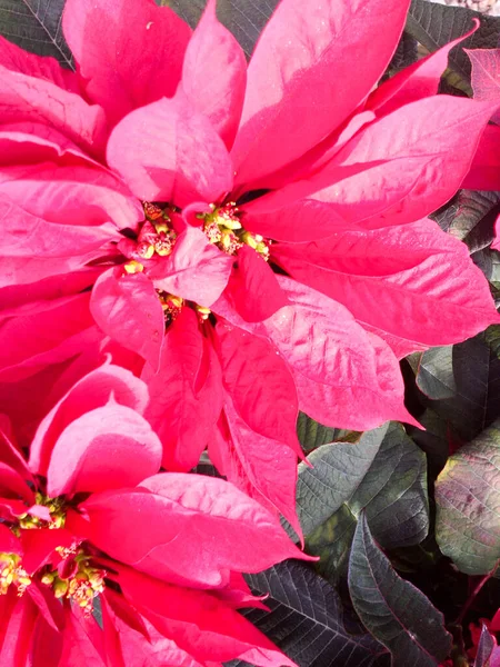 Weihnachtsstern rote Blume Nahaufnahme — Stockfoto