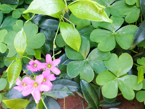 Trevo planta três folhas sorte irlandês e roxo flor para a sorte — Fotografia de Stock