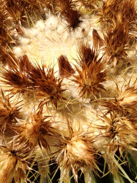 Planta de cactus con espinas punzantes afiladas peligro — Foto de Stock