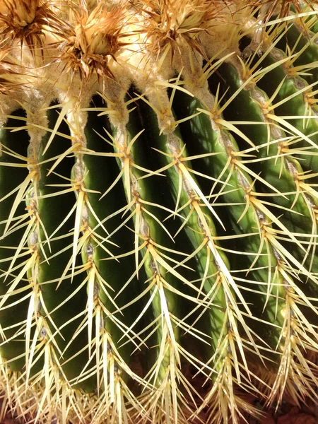 Planta de cactus con espinas punzantes afiladas peligro —  Fotos de Stock