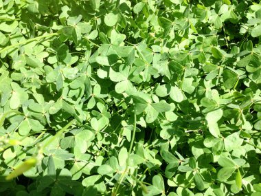 Baharda güneşli çayırlarda parlak yeşil bitkiler