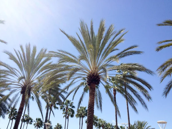 Palm trees and blue sky bright sunny day — Stock Photo, Image