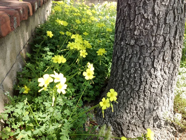 Witte gele weide bloemen wild met stenen boom lente tijd — Stockfoto