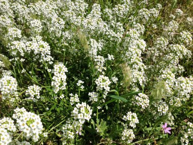 Beyaz sarı çayır çiçekleri Vahşi bahar zamanı