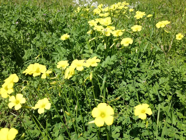 Heldere gele Wildbloemen in weide met groene planten — Stockfoto