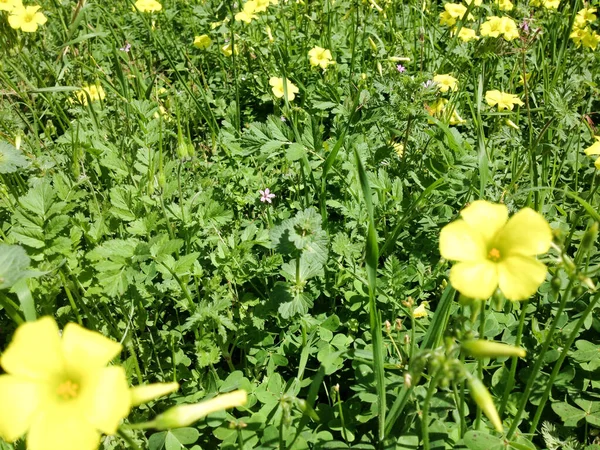 Heldere gele Wildbloemen in weide met groene planten — Stockfoto