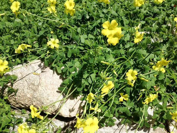 Helder geel Wilde bloemen in weide met groene planten op stenen tuinmuur — Stockfoto