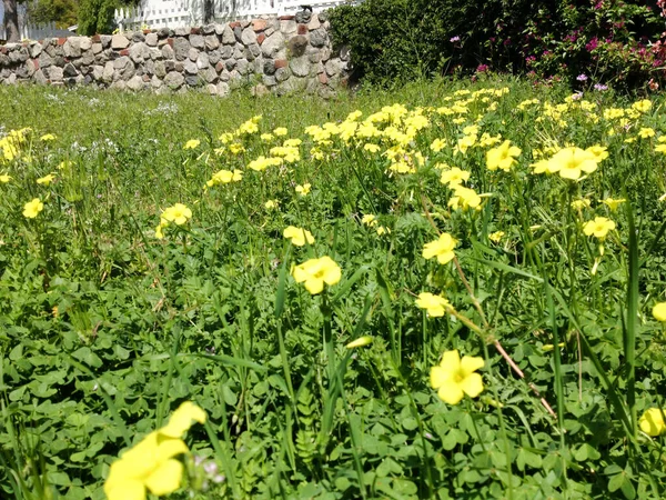 Heldere gele Wildbloemen in weide met groene planten — Stockfoto