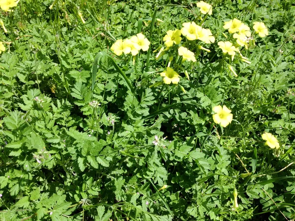 Heldere gele Wildbloemen in weide met groene planten — Stockfoto