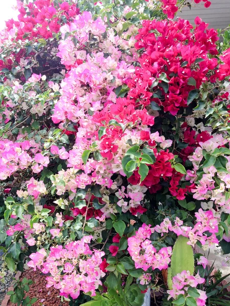 Bougainvillea glabra spectabilis roxo rosa — Fotografia de Stock