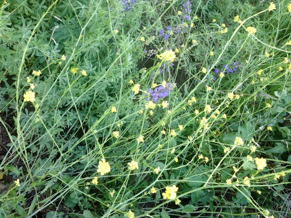 Gele paarse Wilde bloemen op bergwandelpad — Stockfoto