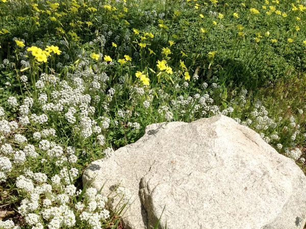 Witte gele weide bloemen wilde lente tijd met rots — Stockfoto