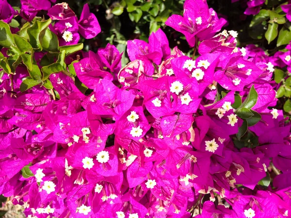 Bougainvillea glabra spectabilis pink purple flower — Stock Photo, Image