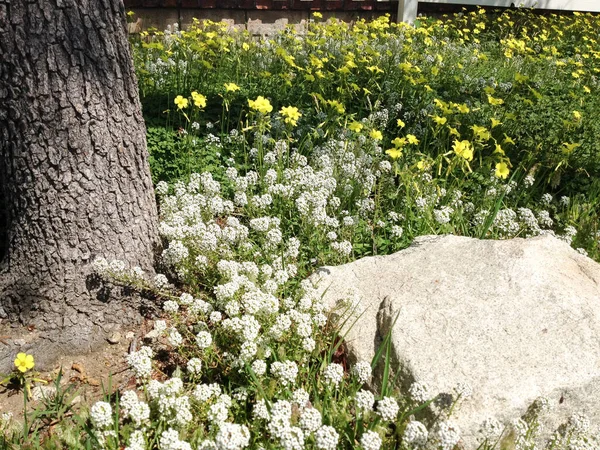 Witte gele weide bloemen wild met stenen boom lente tijd — Stockfoto