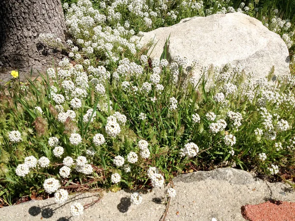 Witte gele weide bloemen wild met stenen boom lente tijd — Stockfoto