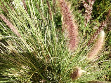 Yabani otlar, kabarık kedi kuyruğu