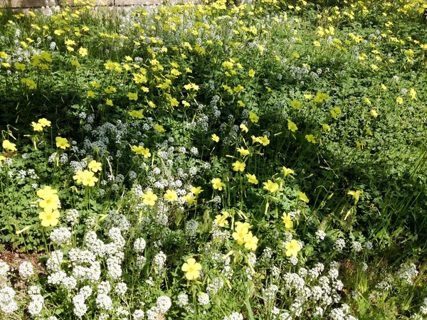 Witte gele weide bloemen wilde lente tijd — Stockfoto