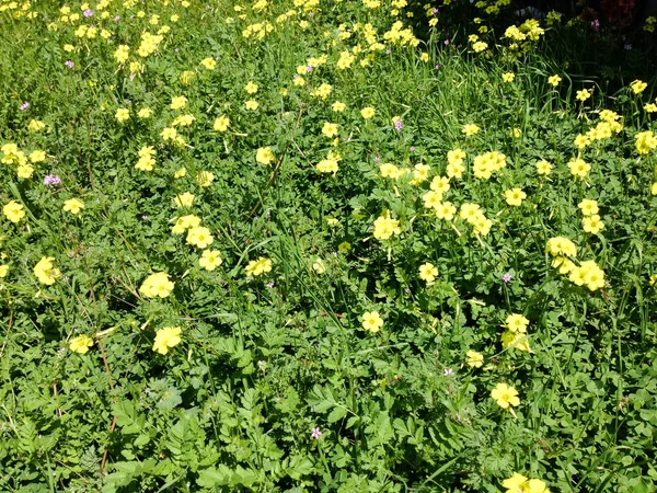 Heldere gele Wildbloemen in weide met groene planten — Stockfoto