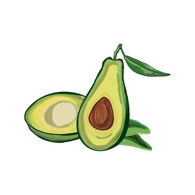 Avokado renkli. Elle çizilmiş. Vektör illüstrasyonu