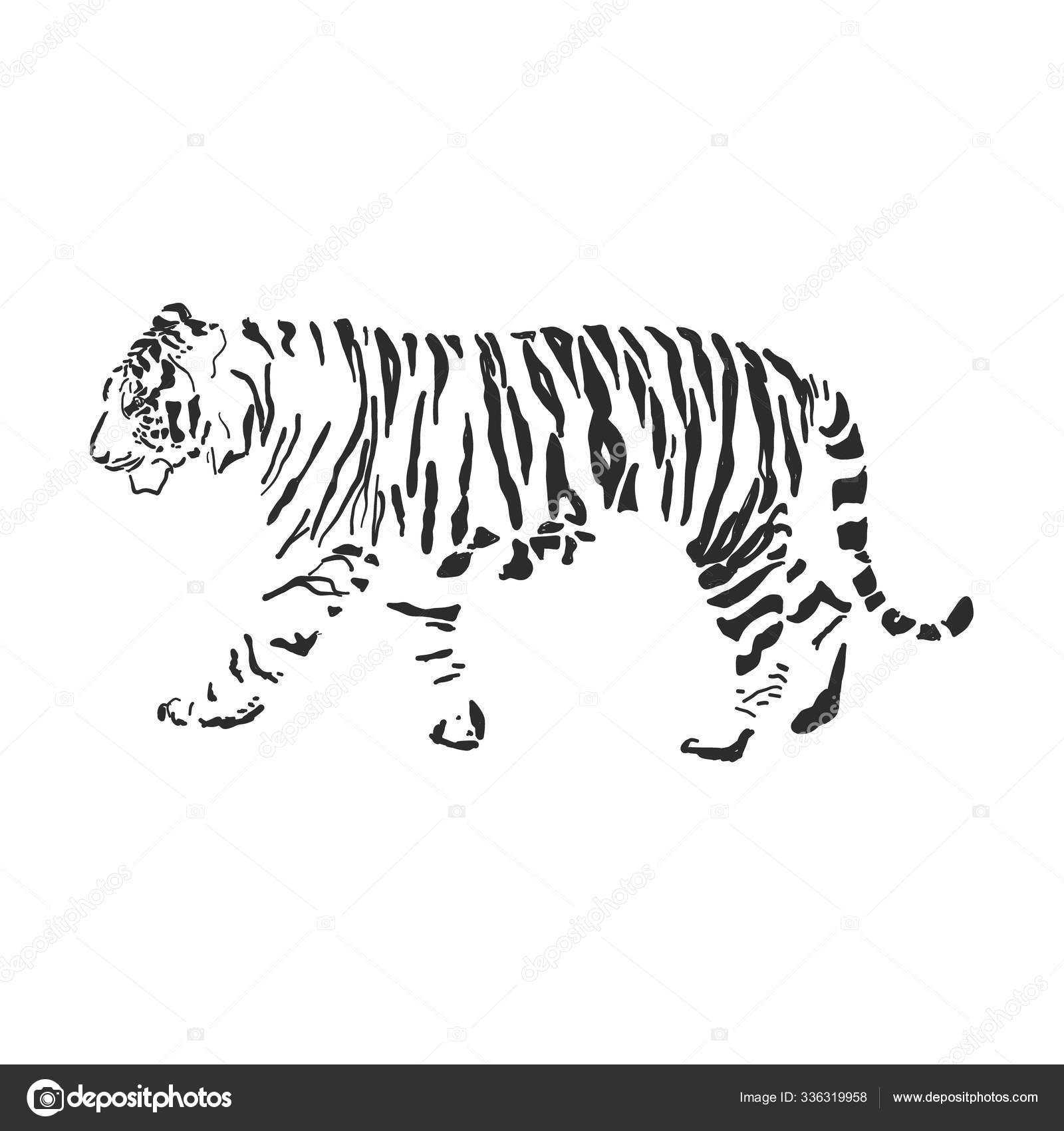 Tigre En Agua Con Fondo Negro Y Un Gato Negro, Foto De Tigre, Animal, Fauna  Silvestre Imagen de Fondo Para Descarga Gratuita - Pngtreee, image size:1600x1700