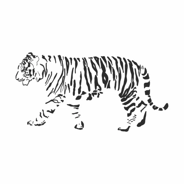 Grafik schwarzer Tiger auf weißem Hintergrund. — Stockvektor