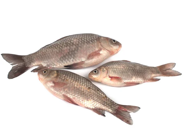 Three crucian carps on a white background — Stock Image Three crucian carps on a white background Stock Image
