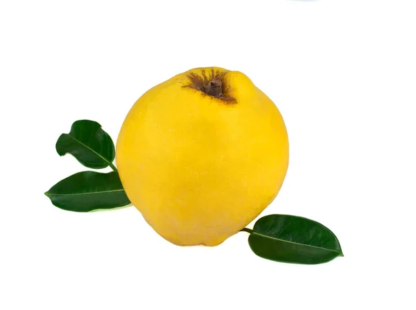 Fresh yellow quince isolated on white background — 스톡 사진