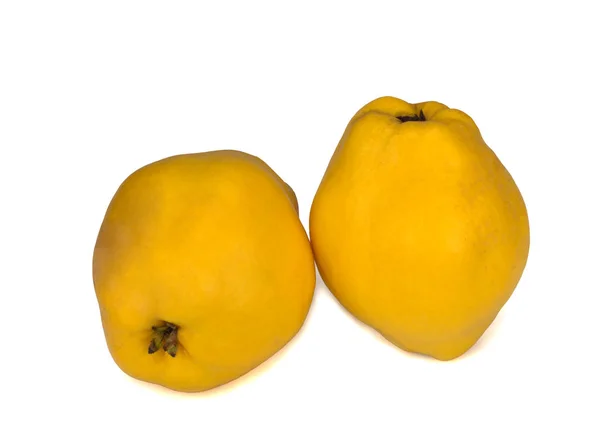 Two fresh yellow quinces isolated on white background — 스톡 사진